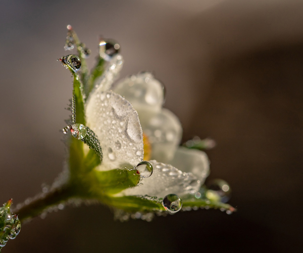 Blossoming Flower